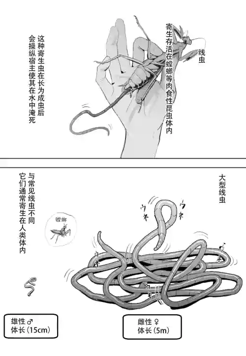 オオハリガネムシの生态 封面 - HaSM.cc